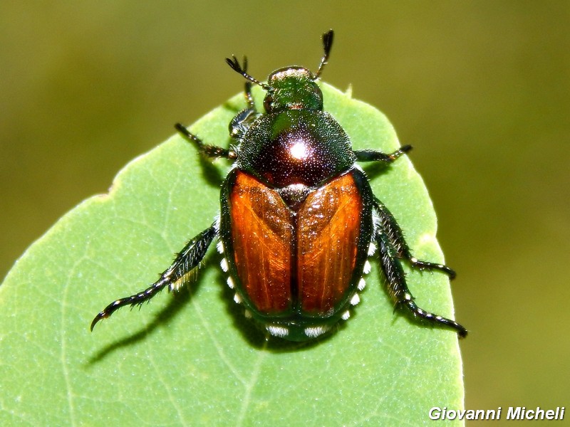 Popillia japonica, Rutelidae - nuovo alieno in Italia